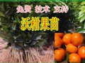 廣西沃柑苗價格【哪里有廣西沃柑苗賣】大量批發廣西沃柑苗 (8?)