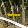 簡介: