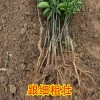 簡介: