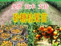 哪里有砂糖桔苗批發基地 (8?)
