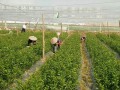 哪里有鹿寨蜜橙苗批發 (8?)