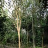 紫薇價格,想要買四川紫薇就來雙成園藝場