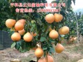 重慶三紅蜜柚苗種植管理視頻資料 (3162播放)