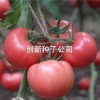 萬園二號|抗TY粉果|西紅柿種子|長期供應
