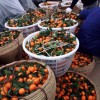 塑料籮筐批發——哪里能買到優惠的水果采果籮筐