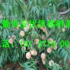 一公分桃樹苗_優質桃樹苗專業供應