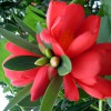 供應杜鵑紅山茶、四季紅山茶花基地