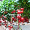 萬園一號|西紅柿種子批發|抗TY粉果番茄
