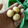 吉林長春油炸迷你小土豆小洋芋小馬鈴薯供應商