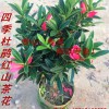 供應四季紅山茶小苗、廣東優質杜鵑紅山茶盆栽