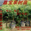 供應嘉寶果樹苗，廣東嘉寶果種苗基地批發