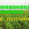 山東桃樹苗，口碑好的河南桃樹苗供應商