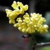 四川櫻花 四川優質成都桂花供應
