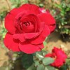青州祺祥花卉苗木供應優良的月季——供應品種月季