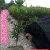 供應羅漢松樹苗、羅漢松基地