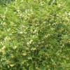 精品桂花出售_成都桂花批發