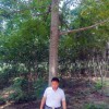 美國黑核桃速生型大樹