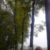 美國黑核桃用材林