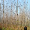 美國黑核桃用材林