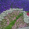 廈門植物墻 室外立體生態墻 辦公室真植物  垂直綠化 墻上花