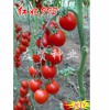 山西紅妃993櫻桃小番茄種子——優質紅妃993-抗TY病毒櫻桃小番茄種子哪里買