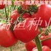 抗黃頭番茄種子_濰坊西紅柿種子批發