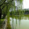 成都銀杏基地|想要優惠的柳樹就來溫江華成園藝