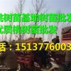 易成活的桃樹苗_口碑好的河南桃樹苗供應商