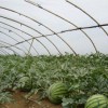 新農塑料廠供應實惠的西瓜膜：西瓜膜報價