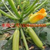 進口越冬西葫蘆種子|[瑞恒種業]西葫蘆種子品質好
