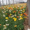 哪里有英國冰島虞美人:市場上好的英國冰島虞美人在哪里可以找到