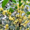 供應四川易成活的成都桂花，成都桂花種植