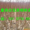 訂購桃樹苗——采購桃樹苗認準眾苑苗木