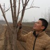 萊蕪火焰衛矛基地直銷_火焰衛矛圖片代理商