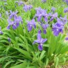 優育的鳶尾種植出售|四川成都桂花