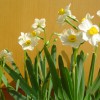 完好的成都花卉優選雙成園藝場_四川花卉種植