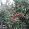 映霜紅桃樹價格量大從優：映霜紅桃行情