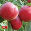 想要優惠的秋彤桃苗就來三八紅旗園藝_湖南秋彤桃苗