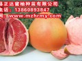 福建三紅蜜柚苗批發，歡迎代理加盟