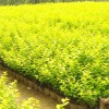 濰坊優質的金葉女貞·廠家直銷,種植叢生福祿考