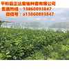 福建紅肉蜜柚苗哪家正宗？平和正達蜜柚種苗有限公司