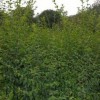 成都小葉女貞哪家好_四川小葉女貞供應基地