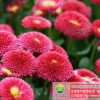 供應翠菊花卉種子翠菊花卉種子價格實惠翠菊花種質量上乘