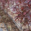 紅點紅楓