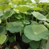 水生植物價格|為您推薦具有口碑的荷花種苗