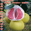 這批紅肉蜜柚苗很滿意，福建正達蜜柚苗基地買的，期待快點掛果