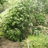 四川紫薇 哪里有供應成都桂花