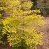 美國紅楓小苗價格范圍 供應山東銷量好的美國紅楓