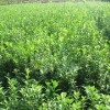 供應山東銷量好的扶芳藤——扶芳藤價格