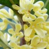 極好的桂花推薦|桂花幼苗批發